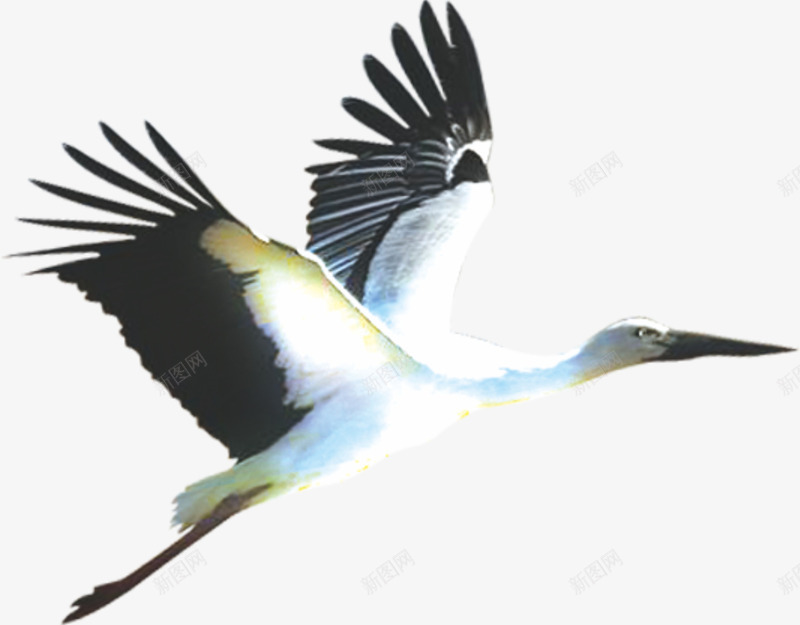 飞鸟png免抠素材_88icon https://88icon.com 白色 白鹭 飞翔 鸟