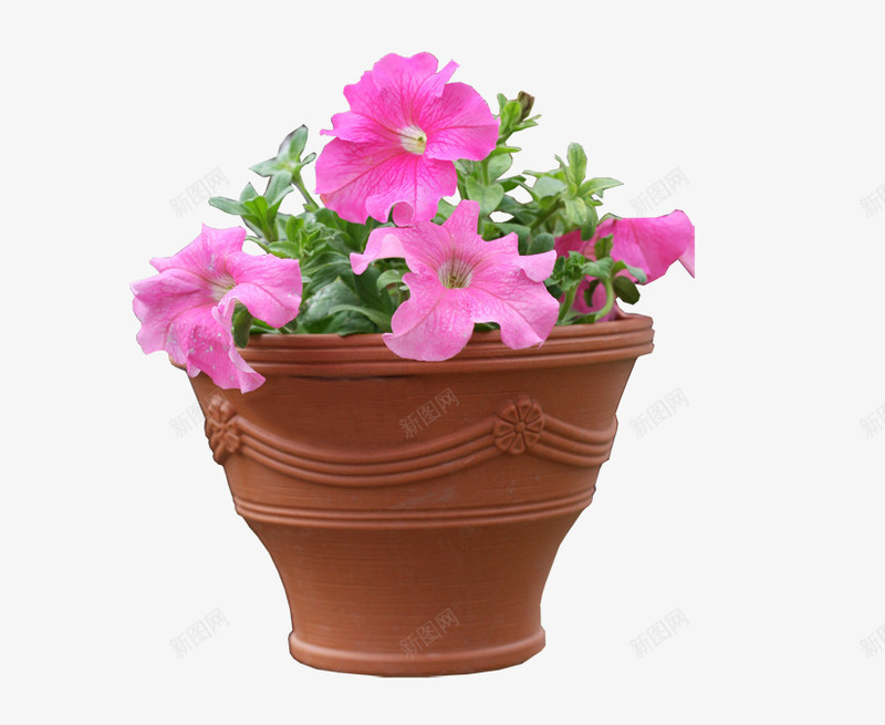 矮牵牛盆栽png免抠素材_88icon https://88icon.com 居家 盆栽 装饰 鲜花