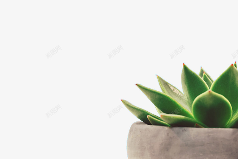 绿色植物盆栽芦荟png免抠素材_88icon https://88icon.com 植物 盆栽 绿 芦荟