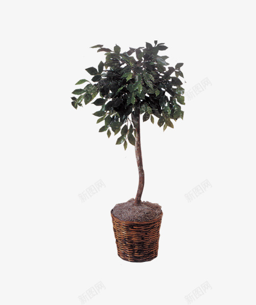 绿植盆栽png免抠素材_88icon https://88icon.com 居家 植被 盆栽 绿色