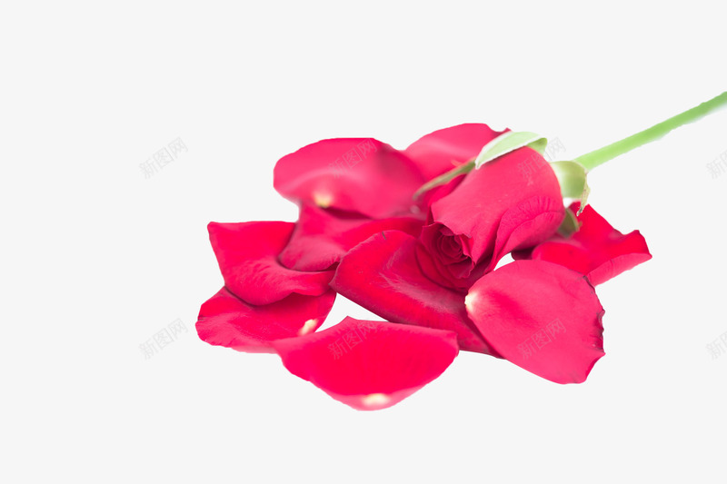 一堆红色玫瑰花瓣png免抠素材_88icon https://88icon.com 唯美 地上的花瓣 散落 植物 玫瑰花 玫瑰花瓣 花卉 花瓣 落地的花瓣 落花