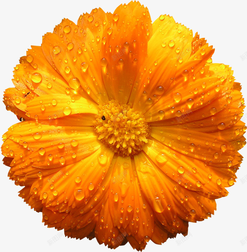 植物露珠黄色菊花png免抠素材_88icon https://88icon.com 植物 素材 菊花 露珠 黄色