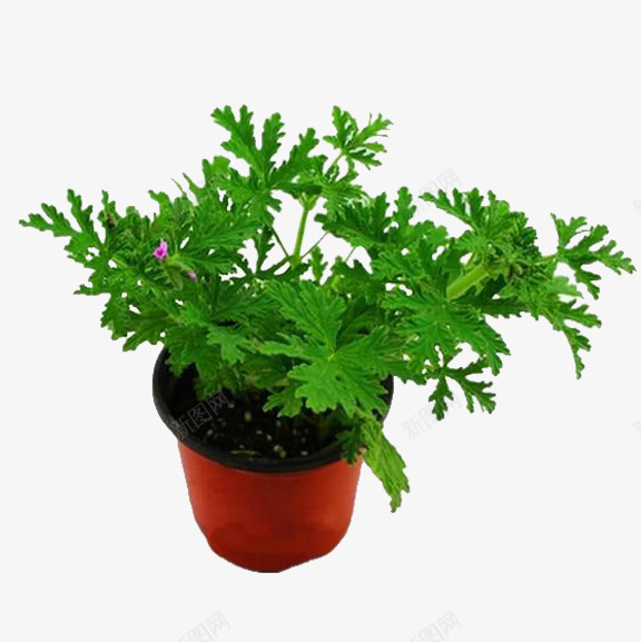 驱蚊草盆栽png免抠素材_88icon https://88icon.com 盆栽 种植 绿色植物 花盆 驱蚊草