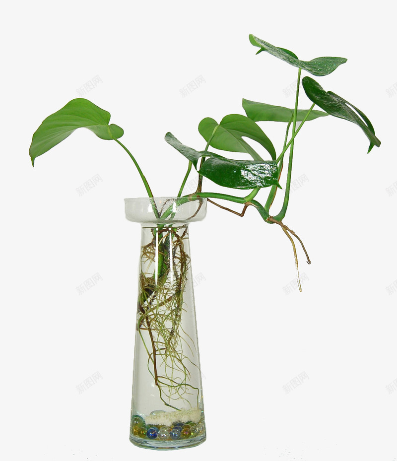 水性绿萝png免抠素材_88icon https://88icon.com 保护眼睛 喜水性 大自然 盆栽 绿色植物 绿萝 绿萝叶子