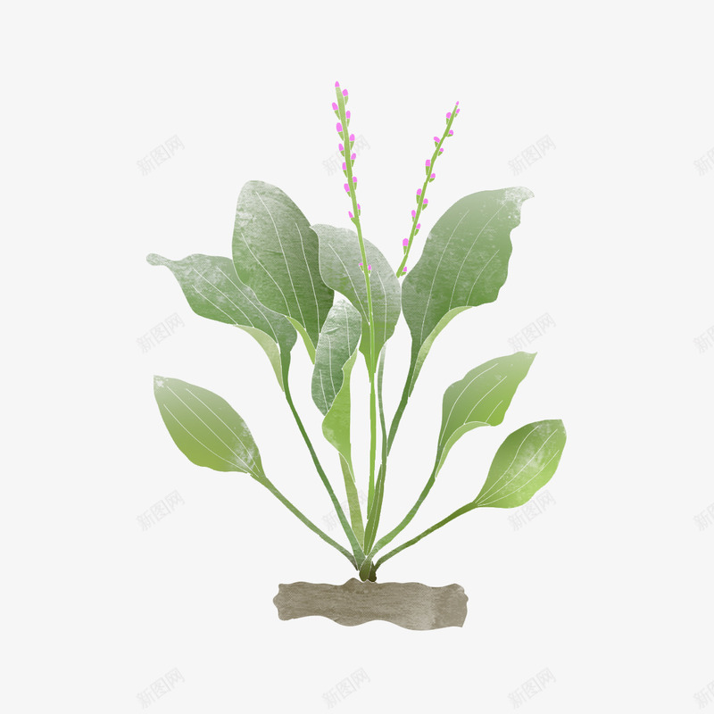家具绿色植物盆栽元素png免抠素材_88icon https://88icon.com 家具 植物 盆栽 绿色