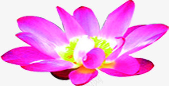 荷花元旦迎新春展架png免抠素材_88icon https://88icon.com 元旦 新春 荷花