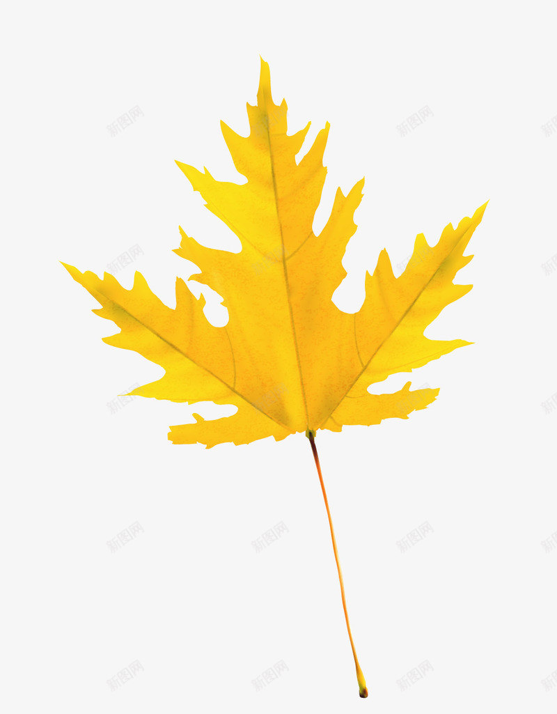 缤纷秋叶png免抠素材_88icon https://88icon.com 叶子 枫叶 枫叶标本 树叶 秋季