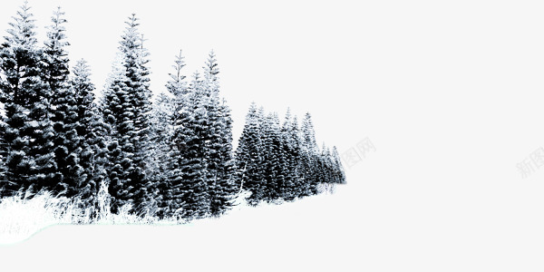 冬季室外松林png免抠素材_88icon https://88icon.com 冬季 室外 成排 松林 雪景