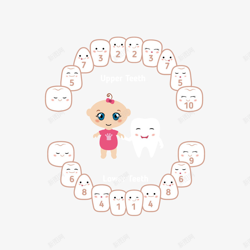 婴儿卡通牙齿png免抠素材_88icon https://88icon.com 医疗人体 医疗保健 可爱牙齿 可爱表情 图示 婴儿牙齿 孩子牙齿 教育 牙齿插画 矢量素材 结构人器官 解刨
