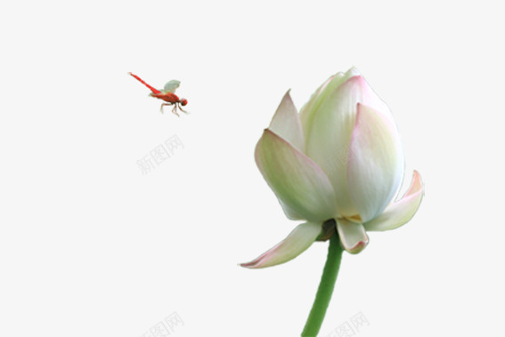 蜻蜓与荷花png免抠素材_88icon https://88icon.com 小荷才露尖尖角 点缀 美丽风景 莲花 还未开的荷花 飞舞的红蜻蜓