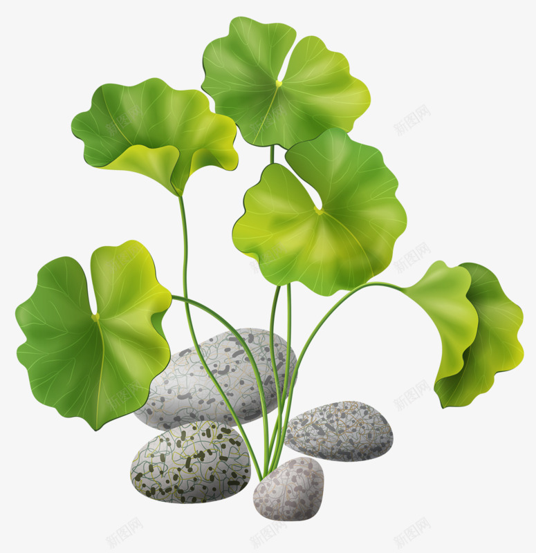 植物荷叶图案png免抠素材_88icon https://88icon.com 图案 植物 荷叶 鹅卵石