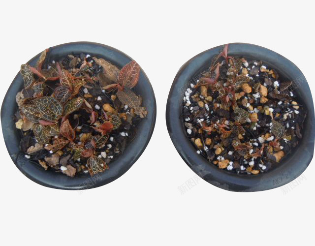 两盆金线莲png免抠素材_88icon https://88icon.com 两盆 植物 盆栽 药草 金线莲
