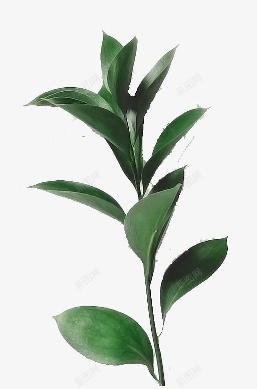 创意手绘合成效果绿色的植物盆栽png免抠素材_88icon https://88icon.com 创意 合成 效果 植物 盆栽 绿色