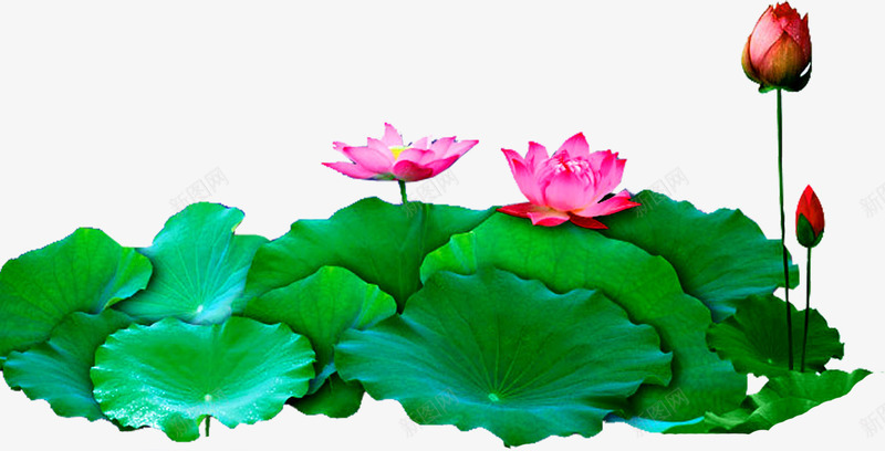 中秋节绿荷叶粉花朵png免抠素材_88icon https://88icon.com 中秋节 花朵 荷叶