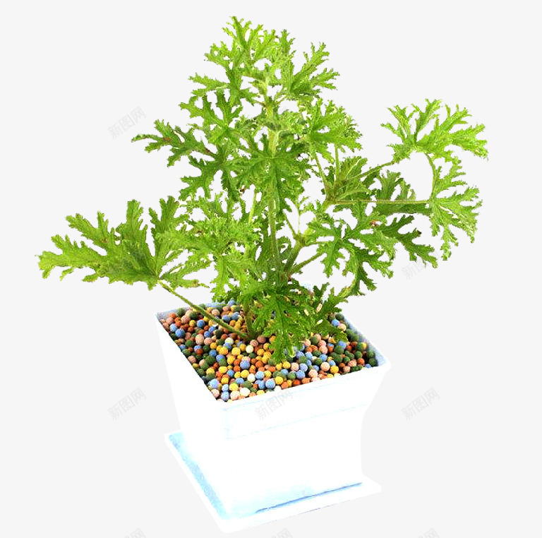 驱蚊草盆栽png免抠素材_88icon https://88icon.com 盆栽 种植 绿色植物 花盆 驱蚊草