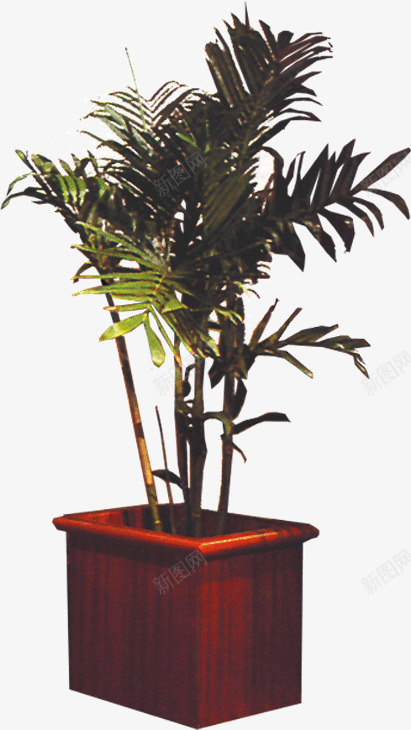 盆栽发财树png免抠素材_88icon https://88icon.com 发财树 植物 盆栽