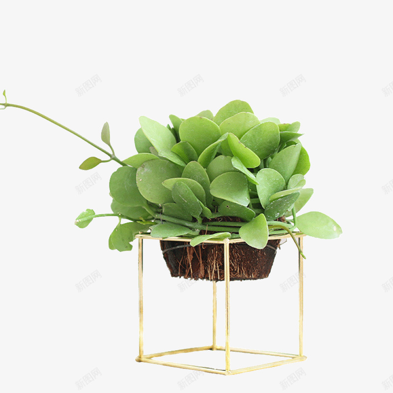 花盆架和绿植盆栽png免抠素材_88icon https://88icon.com 叶子 实物图 植物 盆景 盆栽 简图 绿植 花盆架