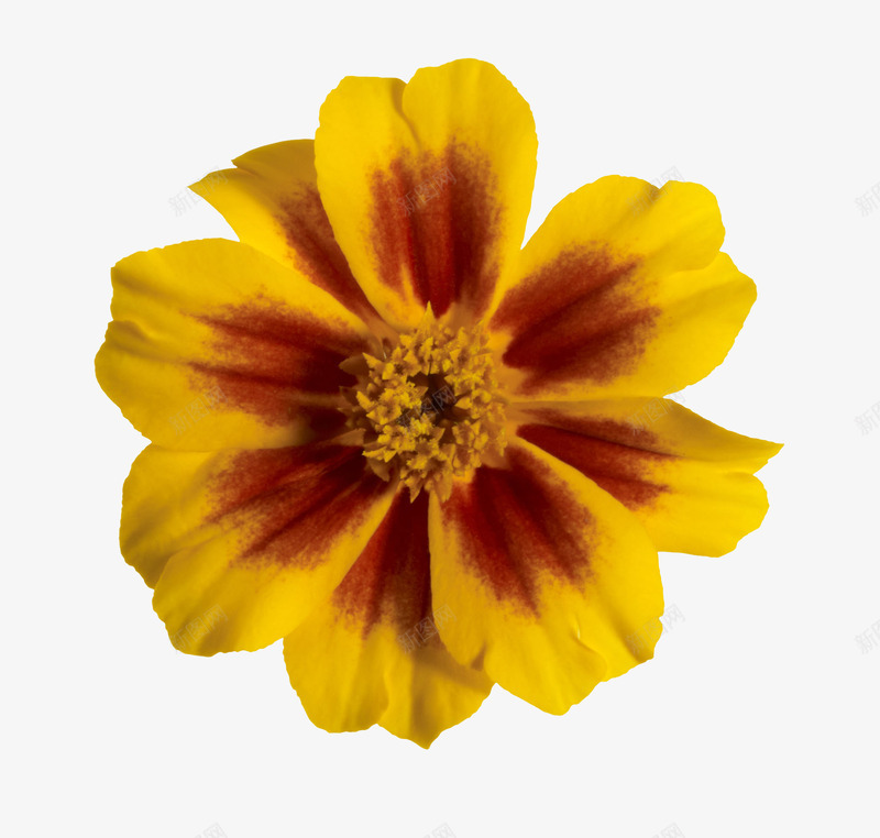非洲菊花朵png免抠素材_88icon https://88icon.com 万寿菊 实物 花朵 花瓣 金色色块 非洲菊 黄色花 黄花