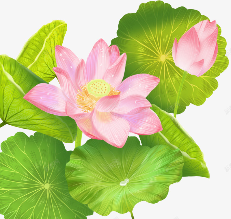 彩绘荷花装饰插画psd免抠素材_88icon https://88icon.com 夏天 彩绘 手绘插画 花卉 荷叶 荷花 莲花 装饰荷花