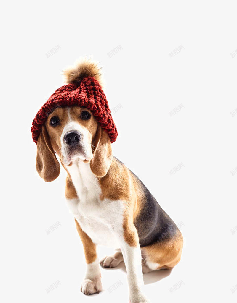 可爱的宠物狗写真png免抠素材_88icon https://88icon.com 冬日狗狗 可爱的宠物狗写真 大狗 宠物 宠物摄影 宠物狗 宠物生日快乐 小狗狗玩耍 时尚小狗 毛衣帽子 生日 生日帽子