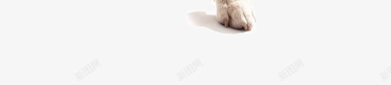 可爱的宠物狗写真png免抠素材_88icon https://88icon.com 冬日狗狗 可爱的宠物狗写真 大狗 宠物 宠物摄影 宠物狗 宠物生日快乐 小狗狗玩耍 时尚小狗 毛衣帽子 生日 生日帽子