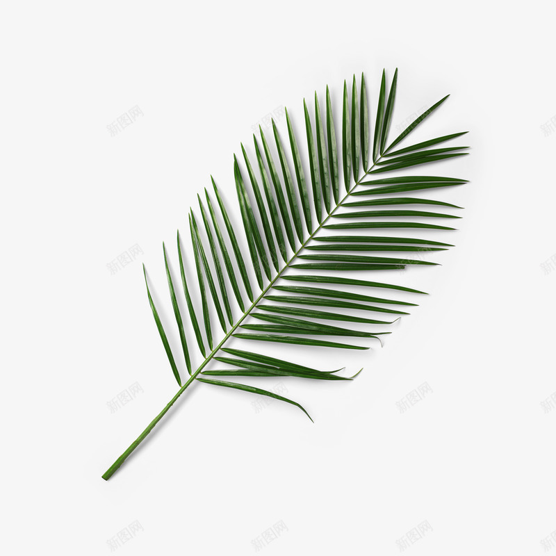 干净自然植物枝叶花瓣png免抠素材_88icon https://88icon.com 小清新 树叶 树枝 植物 清新 清淡 素雅 绿叶 美丽 自然 花朵