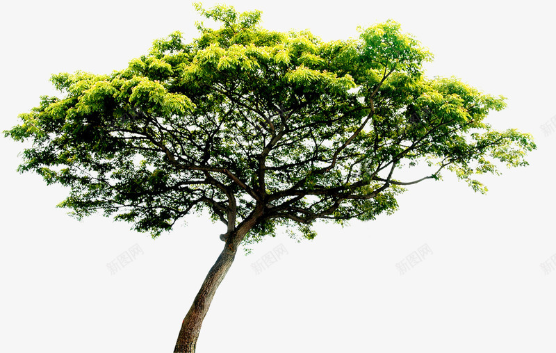 绿色植物大树效果png免抠素材_88icon https://88icon.com 大树 效果 绿色植物