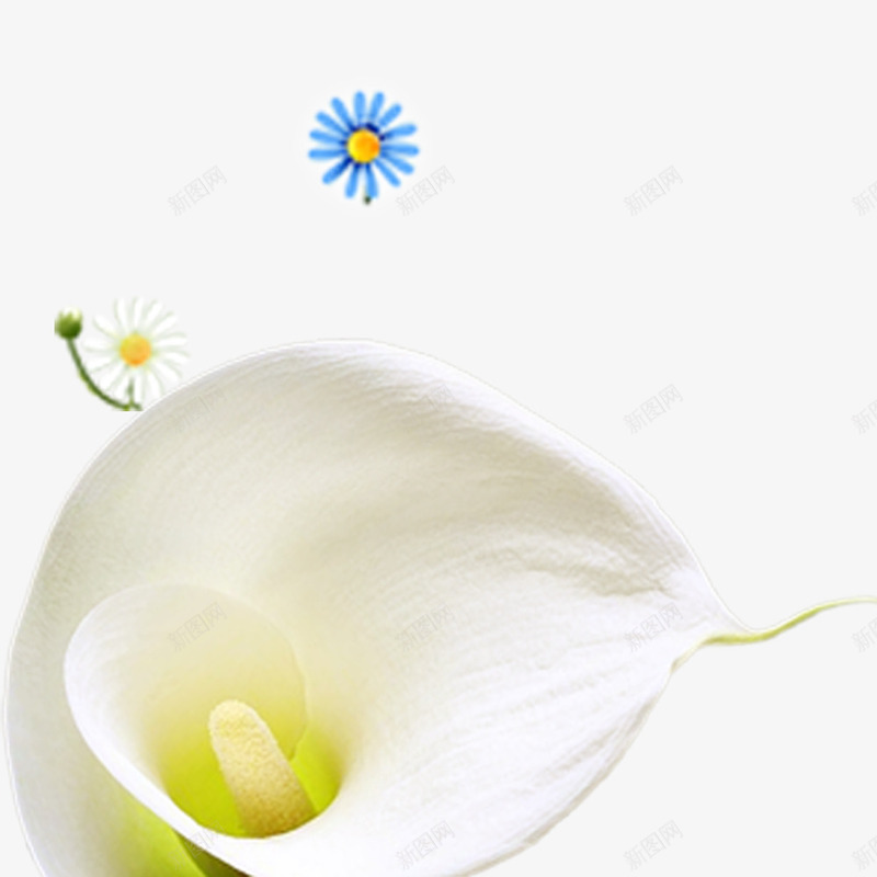 兰花花瓣png免抠素材_88icon https://88icon.com 漂浮素材 花朵 花瓣 话