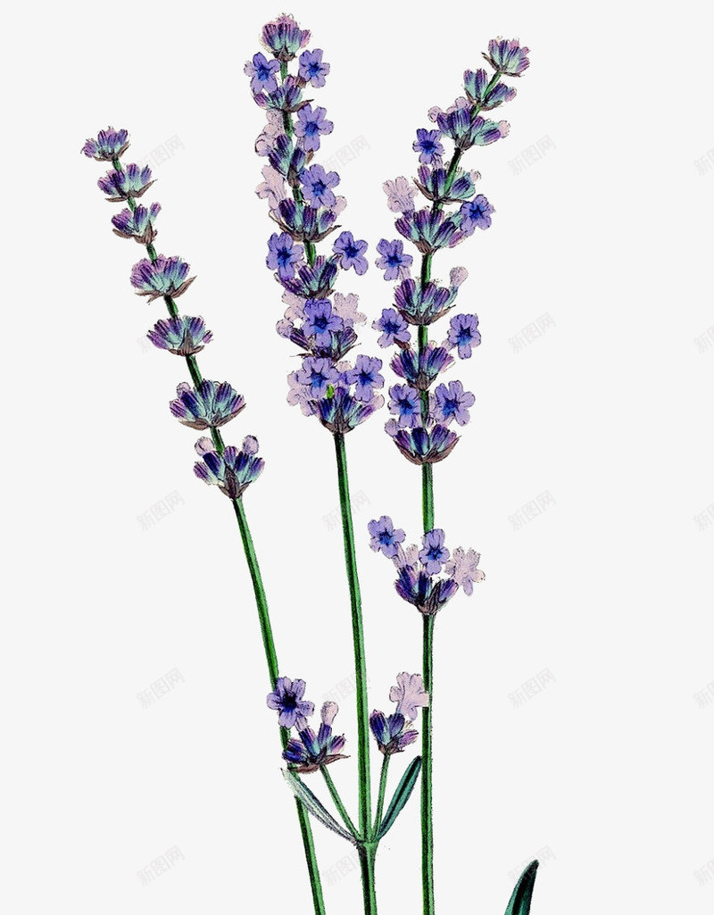 小花小草png免抠素材_88icon https://88icon.com 卡通 叶子 小花 小草 手绘 简图 紫色 绿色