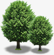 春天清新公园景观大树植物png免抠素材_88icon https://88icon.com 公园 大树 春天 景观 植物 清新