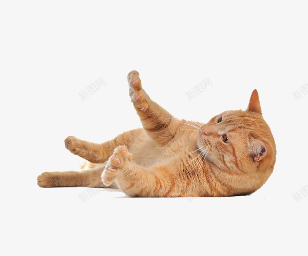 可爱猫咪png免抠素材_88icon https://88icon.com 动物 可爱 实物 小猫 猫 猫咪