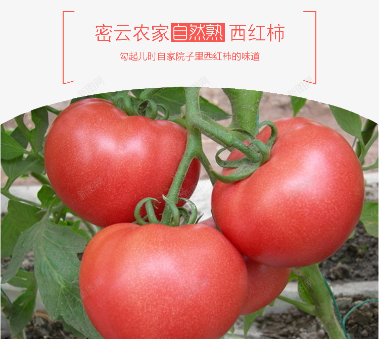 西红柿背景png免抠素材_88icon https://88icon.com 一串西红柿 番茄 蔬菜