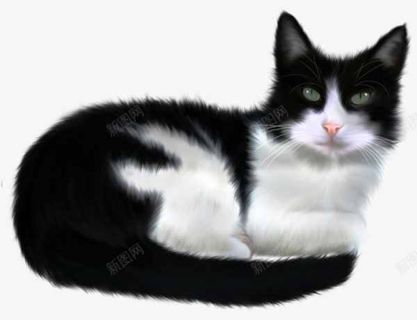 蜷缩的猫咪png免抠素材_88icon https://88icon.com 动物 宠物 小猫 猫咪 蜷缩 黑色