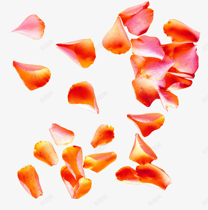 情人节玫瑰花瓣漂浮png免抠素材_88icon https://88icon.com 婚纱照花瓣 玫瑰花花瓣 粉红素材 节日 飘落装饰 鲜花
