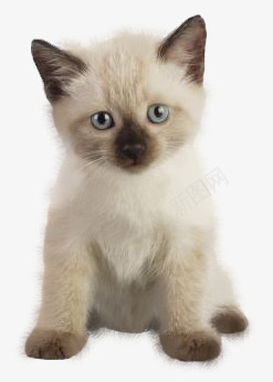 猫咪png免抠素材_88icon https://88icon.com 宠物猫 小猫 小猫咪 流浪猫 猫咪