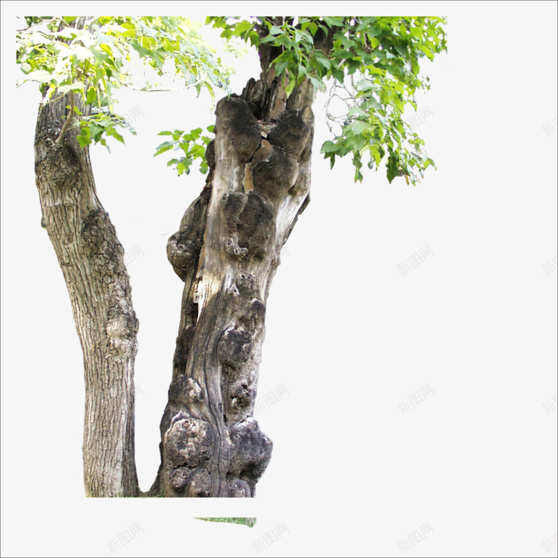 大树干png免抠素材_88icon https://88icon.com 大树 树干