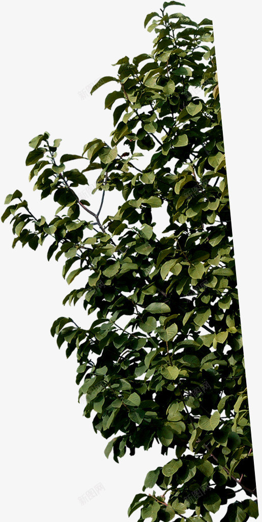 绿色大树草本植物png免抠素材_88icon https://88icon.com 大树 绿色 草本植物