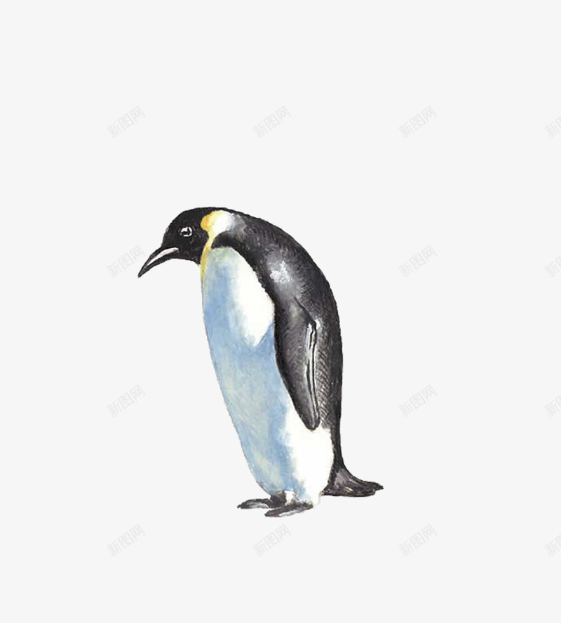 插画一只企鹅png免抠素材_88icon https://88icon.com 企鹅 图画 笨重的企鹅 鸟
