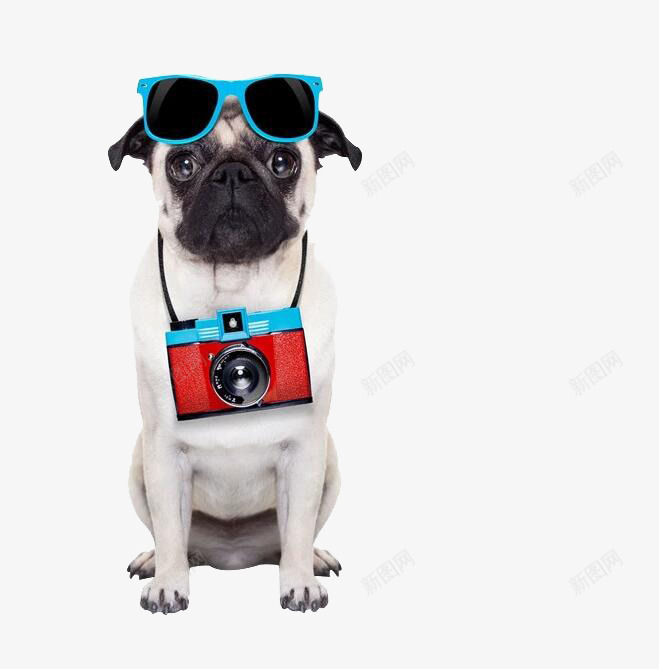 斑点狗狗png免抠素材_88icon https://88icon.com 可怜巴巴 墨镜 宠物 狗狗 白色 皮毛 相机 背带