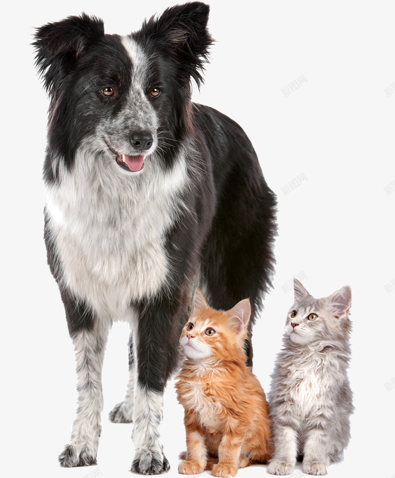 边牧狗狗和两只猫咪png免抠素材_88icon https://88icon.com 动物 宠物 狗和猫 猫咪 萌宠 边境牧羊犬 边牧