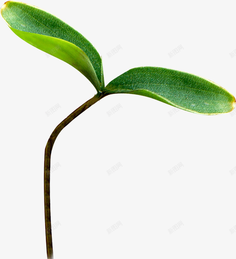 春日发芽小草植物png免抠素材_88icon https://88icon.com 发芽 小草生长过程图 春日 植物
