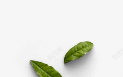 手绘绿色漂浮茶叶装饰png免抠素材_88icon https://88icon.com 漂浮 绿色 茶叶 装饰
