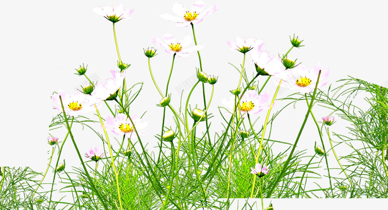 绿色小草白色梦幻花朵png免抠素材_88icon https://88icon.com 梦幻 白色 绿色 花朵