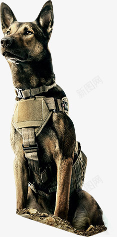 军犬坐立png免抠素材_88icon https://88icon.com 军犬 坐立 帅气 狗狗