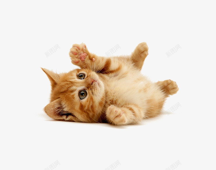 可爱小猫psd免抠素材_88icon https://88icon.com 动物 可爱 咸鱼翻身 猫 翻身小猫呆萌