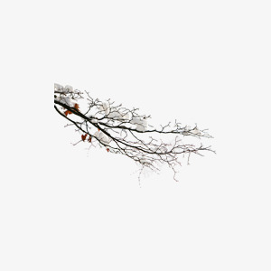 雪压树枝png免抠素材_88icon https://88icon.com 冬季 大雪 树枝