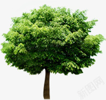 摄影公园里的大树植物png免抠素材_88icon https://88icon.com 公园 大树 摄影 植物