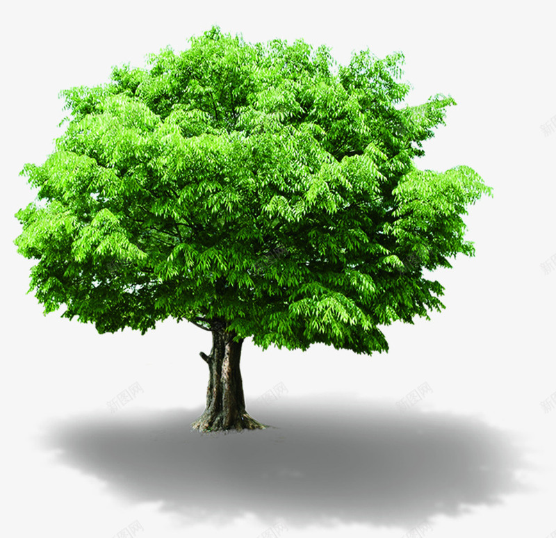 春天环保大树植物png免抠素材_88icon https://88icon.com 大树 春天 植物 环保