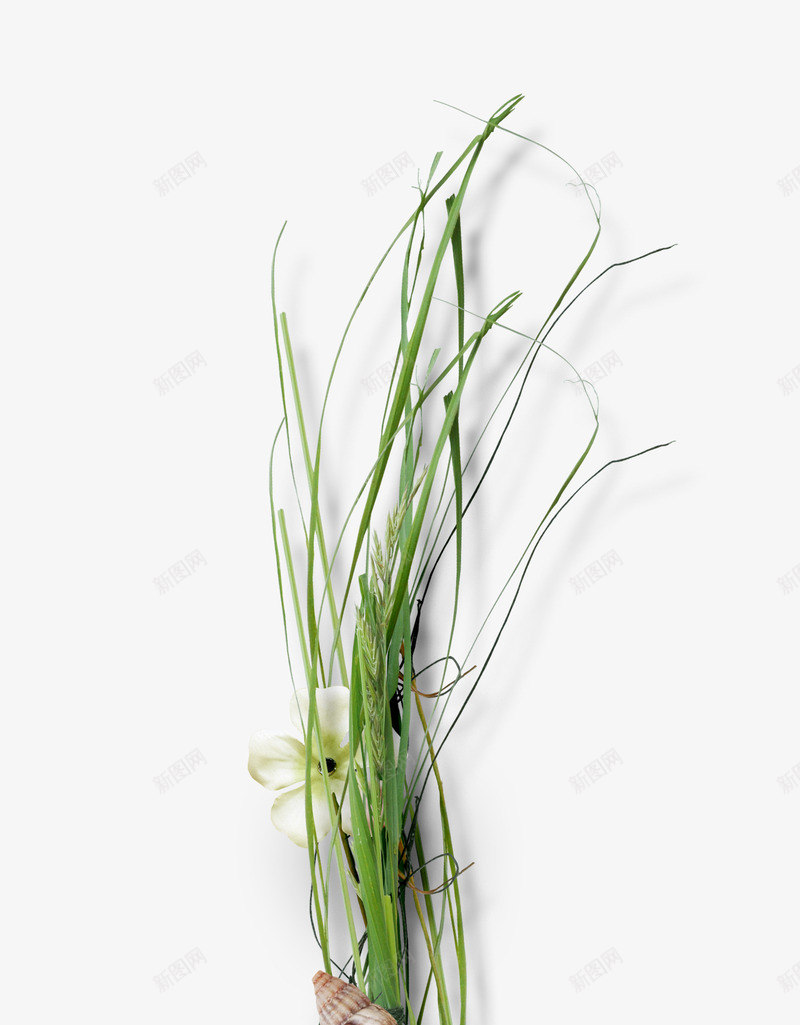 小草花朵海螺png免抠素材_88icon https://88icon.com 小草 海螺 绿草 花朵
