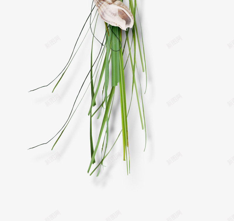 小草花朵海螺png免抠素材_88icon https://88icon.com 小草 海螺 绿草 花朵